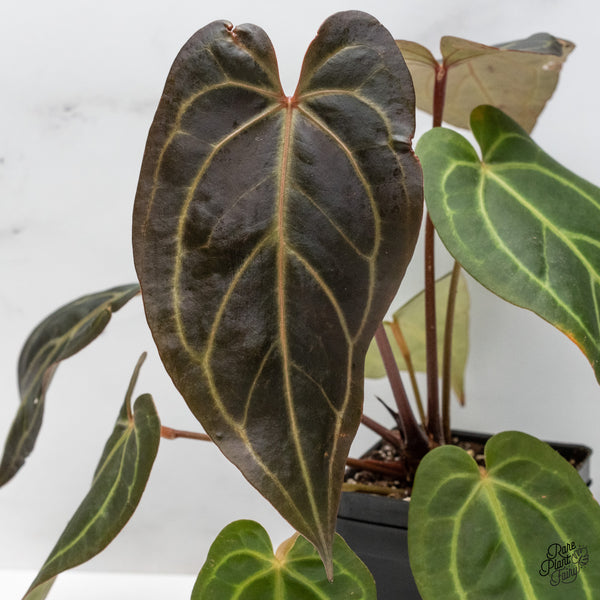 Anthurium Red Velvet Cake '24' x Dark & Handsome '9' by DocBlock® (wk47-AA)