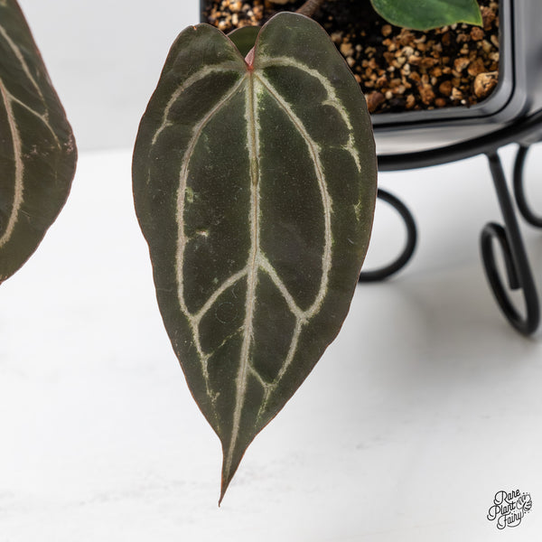 Anthurium Red Velvet Cake '24' x Zara '29' by DocBlock® (wk46-G)