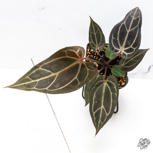 Anthurium Red Velvet Cake '24' x Zara '29' by DocBlock® (wk46-G)