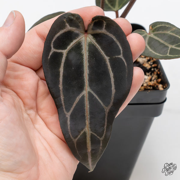 Anthurium Red Velvet Cake '24' x Zara '29' by DocBlock® (wk46-G)