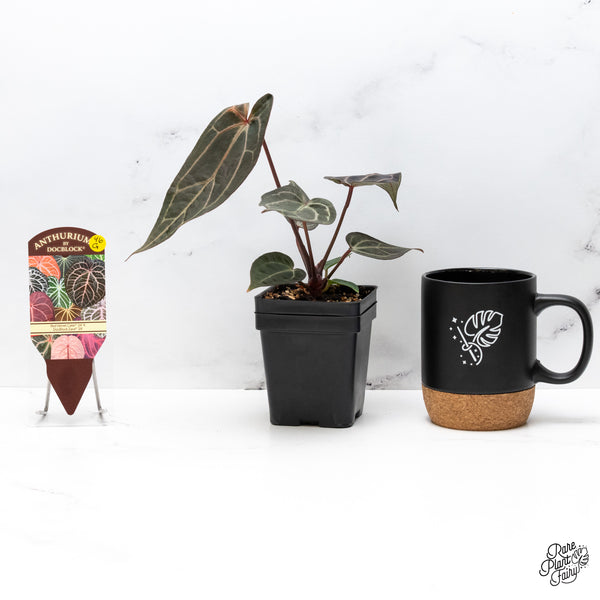 Anthurium Red Velvet Cake '24' x Zara '29' by DocBlock® (wk46-G)