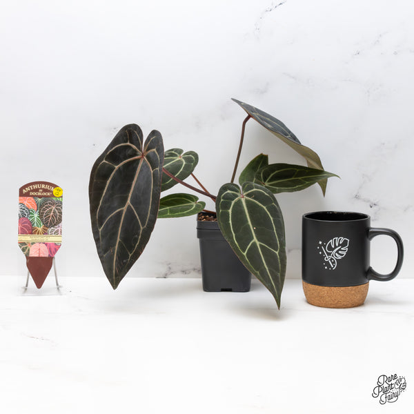 Anthurium Red Velvet Cake '24' x Zara '29' by DocBlock® (wk46-Q)