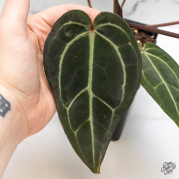 Anthurium Red Velvet Cake '24' x Zara '29' by DocBlock® (wk46-Q)