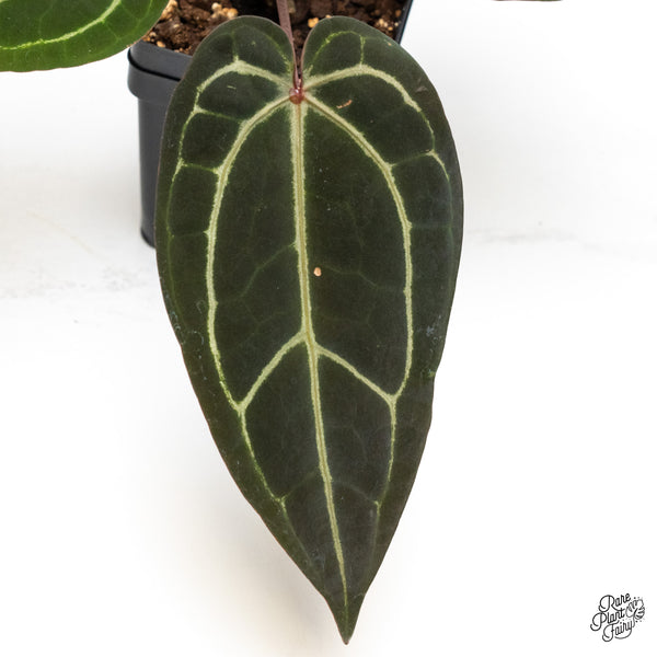 Anthurium Red Velvet Cake '24' x Zara '29' by DocBlock® (wk46-Q)