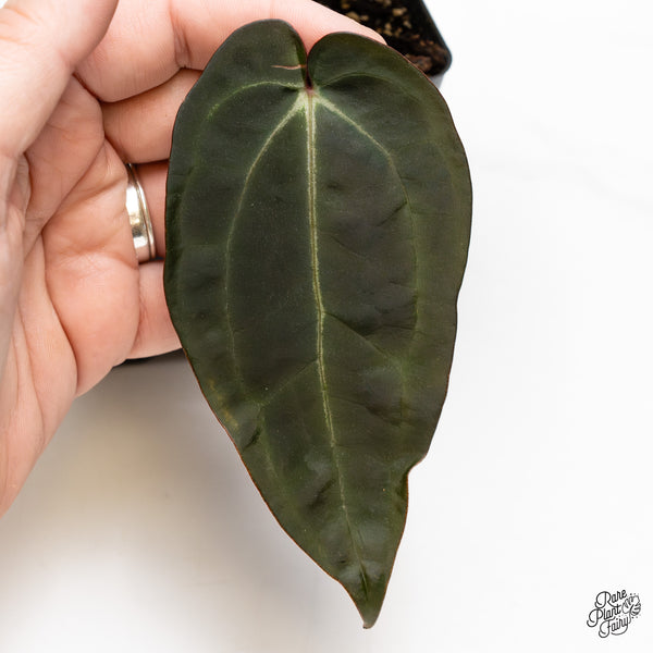 Anthurium Red Velvet Cake '24' x Zara '29' by DocBlock® (wk47-K)