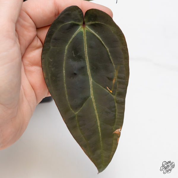 Anthurium Red Velvet Cake '24' x Zara '29' by DocBlock® (wk47-K)