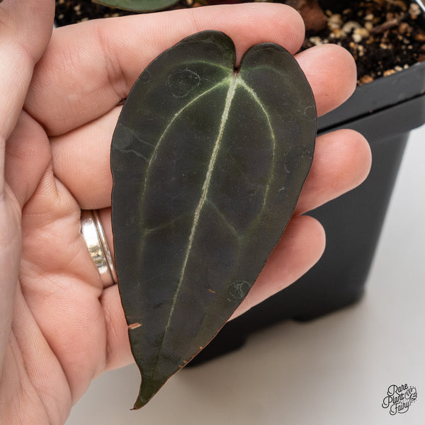 Anthurium Red Velvet Cake '24' x Zara '29' by DocBlock® (wk47-K)