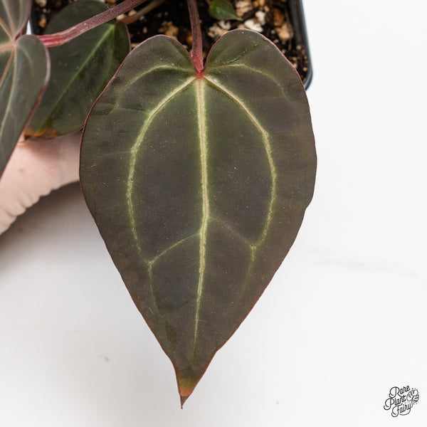 Anthurium Red Velvet Cake '24' x Zara '29' by DocBlock® (wk47-Q)