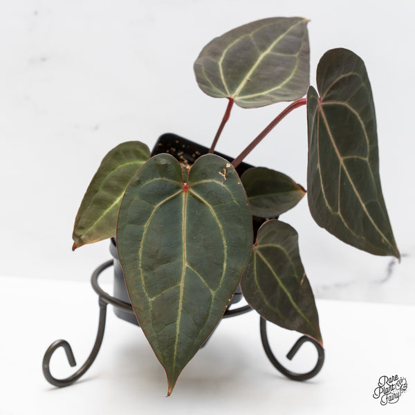 Anthurium Red Velvet Cake '24' x Zara '29' by DocBlock® (wk47-Q)