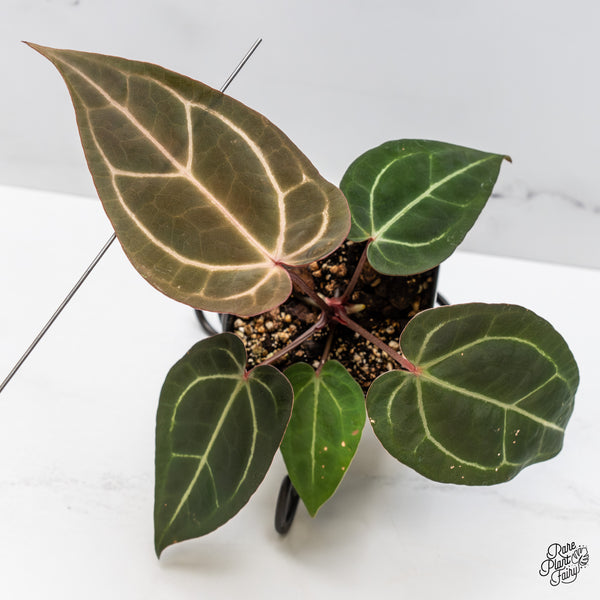 Anthurium Red Velvet Cake '24' x Zara '29' by DocBlock® (wk47-Y)