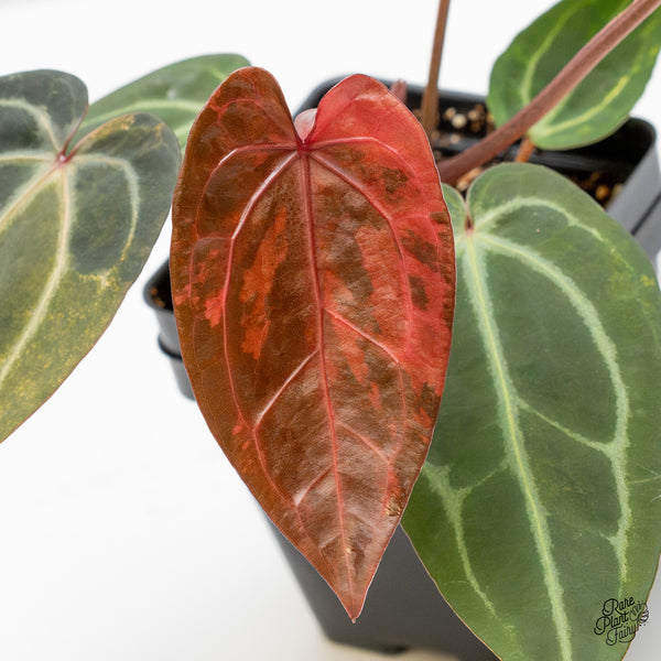 Anthurium Red Velvet Cake '24' x Zara '29' by DocBlock® Variegated (wk48-UL)