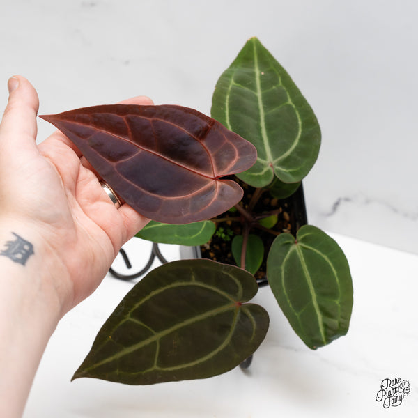 Anthurium Red Velvet Cake '24' x Zara '29' by DocBlock® (wk48-Y)