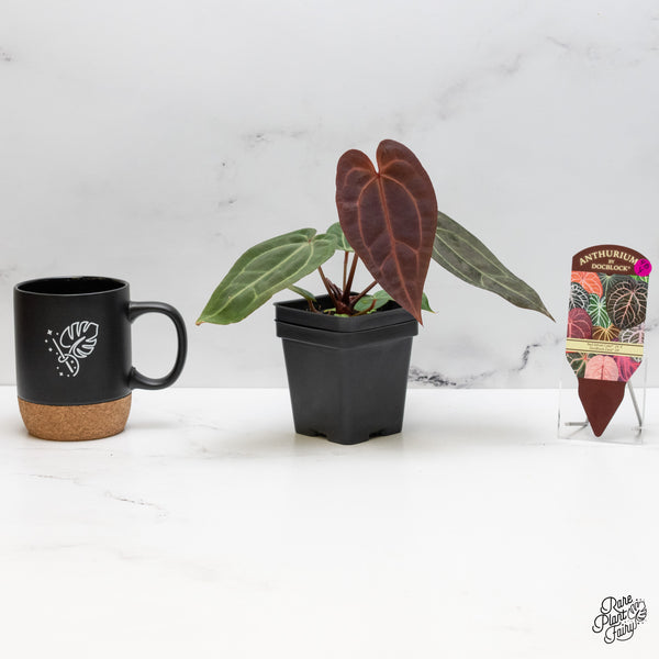 Anthurium Red Velvet Cake '24' x Zara '29' by DocBlock® (wk48-Y)
