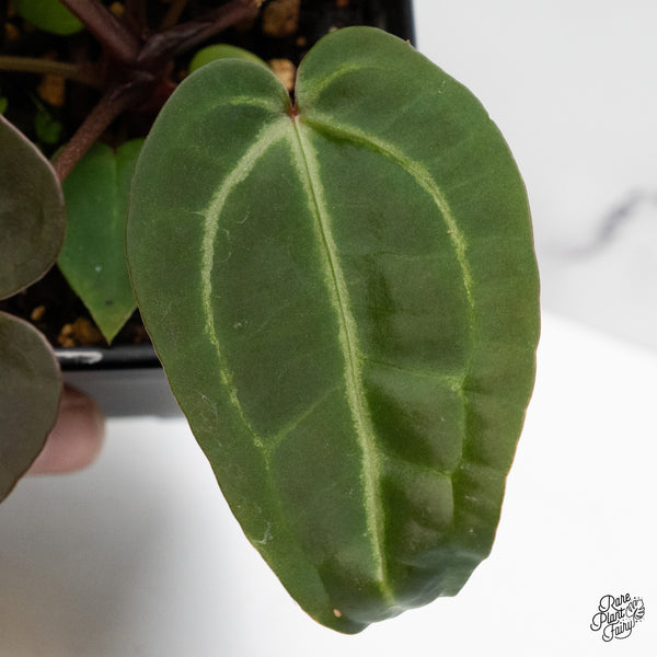 Anthurium Red Velvet Cake '24' x Zara '29' by DocBlock® (wk48-Y)