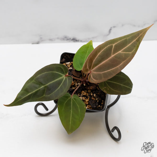 Anthurium Red Velvet Cake '24' x Zara '29' by DocBlock® (wk48-Z)