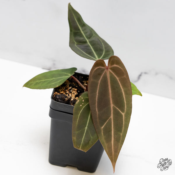 Anthurium Red Velvet Cake '24' x Zara '29' by DocBlock® (wk48-Z)