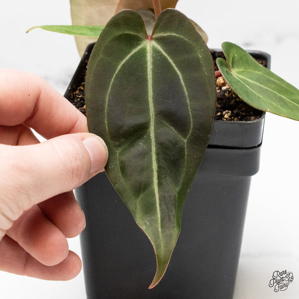 Anthurium Red Velvet Cake '24' x Zara '29' by DocBlock® (wk48-Z)