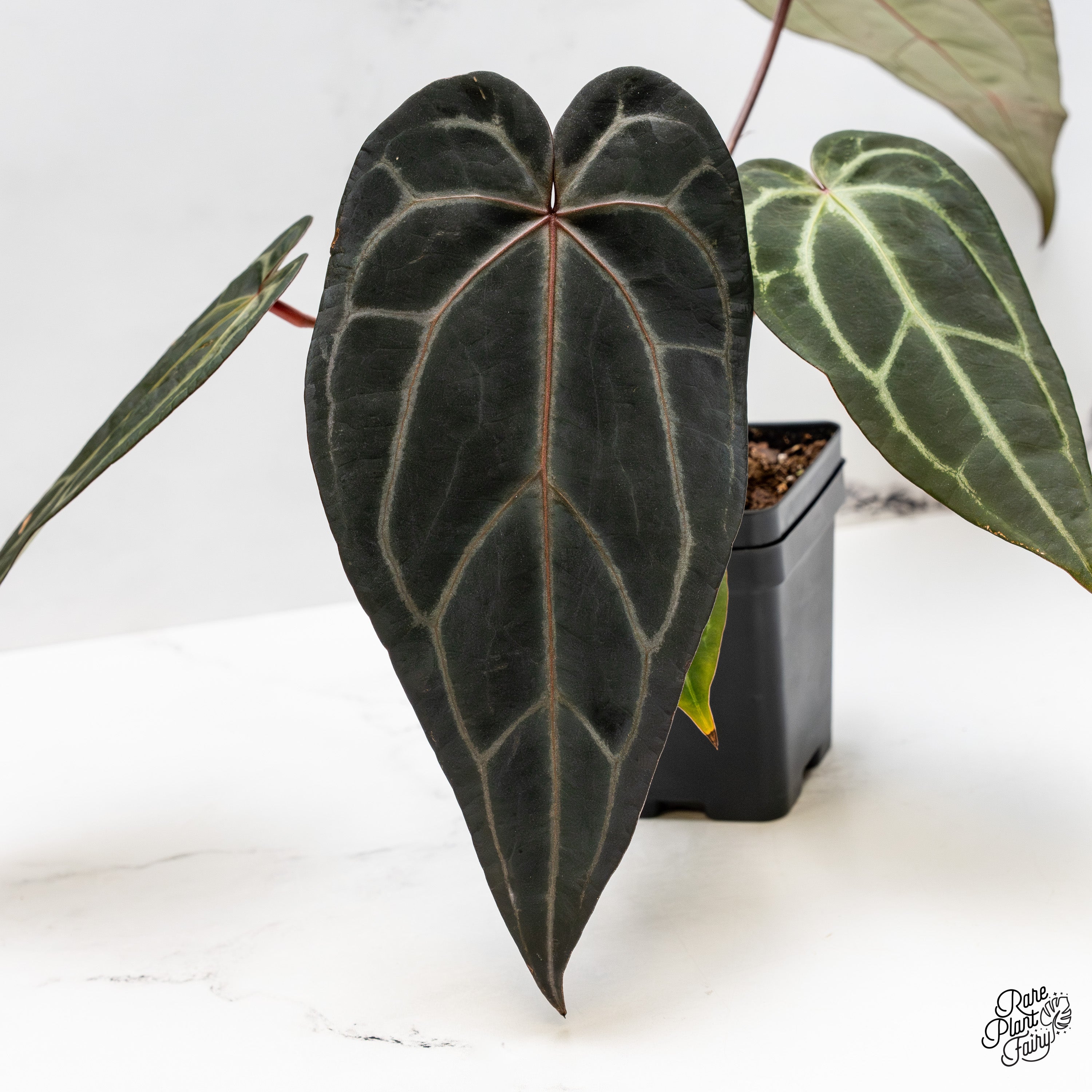 Anthurium Red Velvet Cake '24' x Zara '29' by DocBlock® (wk50-N