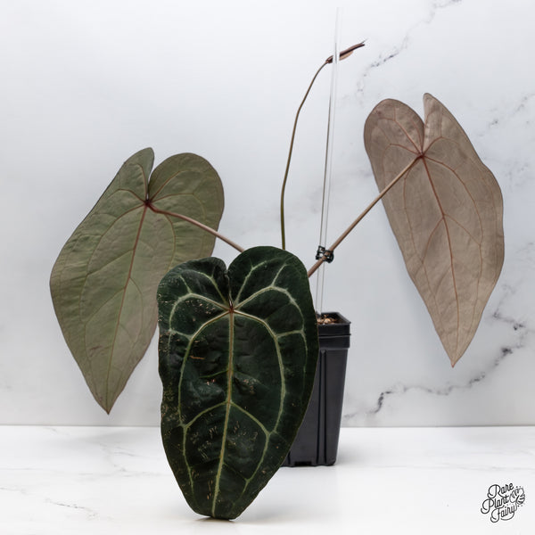 Anthurium Home, Sweet Home '32' x Red Velvet Cake '24' by DocBlock® (wk42-A)