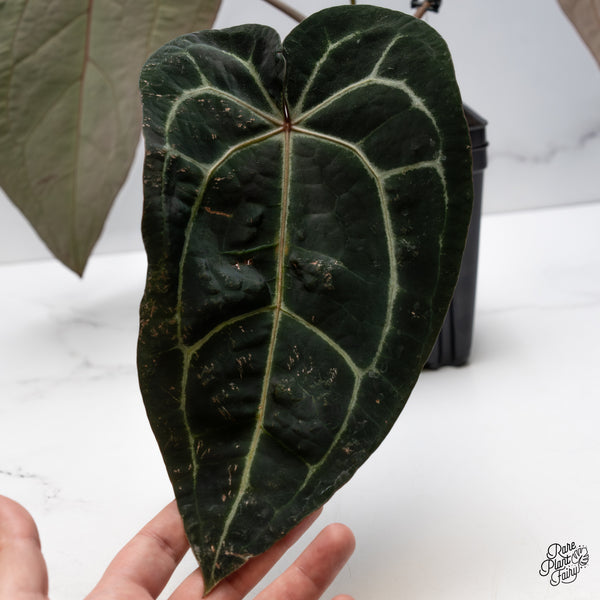 Anthurium Home, Sweet Home '32' x Red Velvet Cake '24' by DocBlock® (wk42-A)