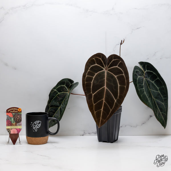 Anthurium Home, Sweet Home '32' x Red Velvet Cake '24' by DocBlock® (wk42-A)