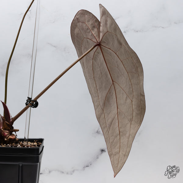 Anthurium Home, Sweet Home '32' x Red Velvet Cake '24' by DocBlock® (wk42-A)