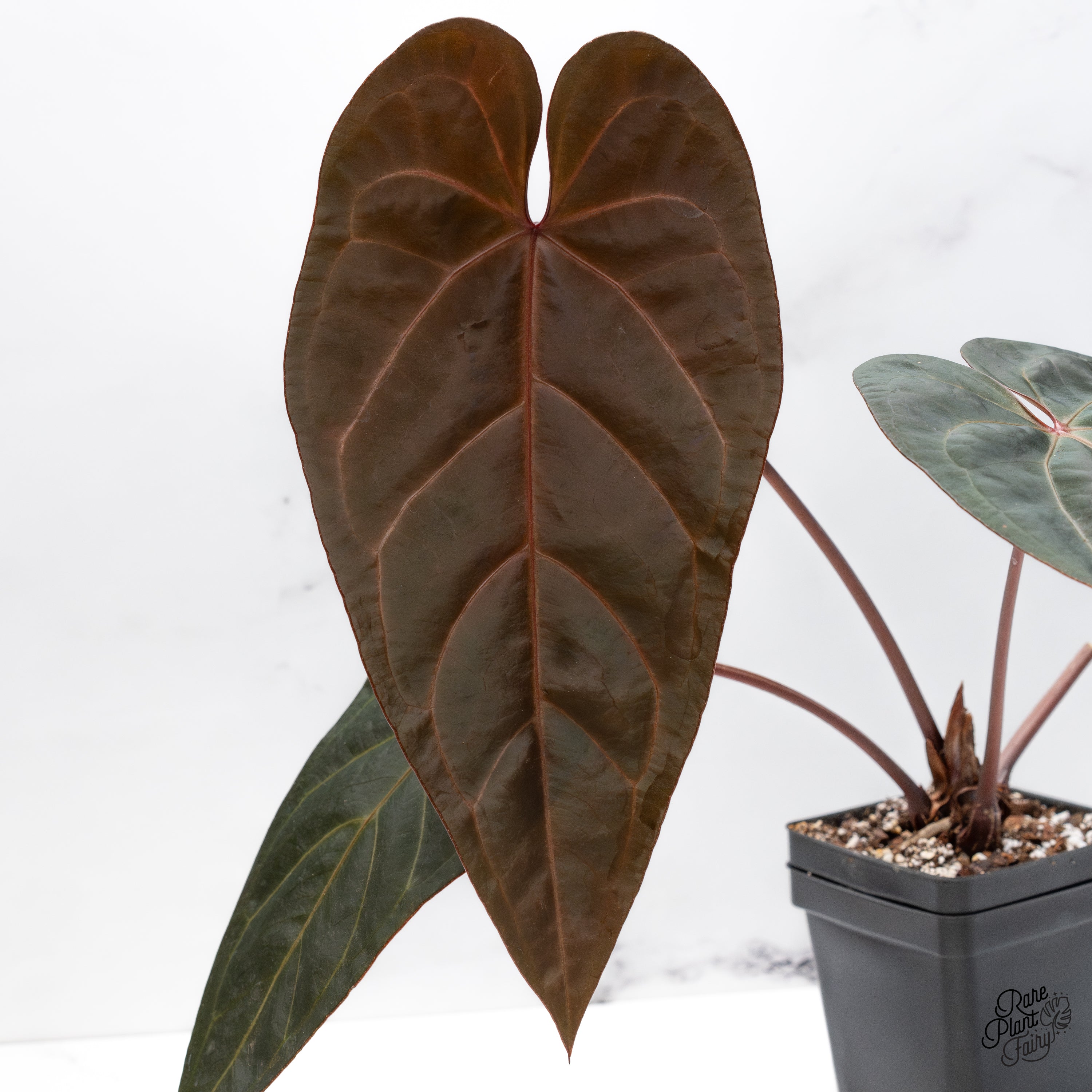 Anthurium Home, Sweet Home '32' x Red Velvet Cake '24' by DocBlock