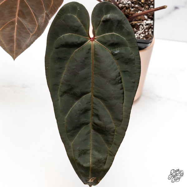 Anthurium Home, Sweet Home '32' x Red Velvet Cake '24' by DocBlock® (wk42-L) *Red Vein Emergent*