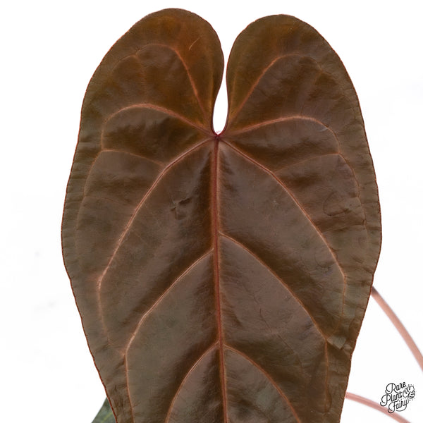 Anthurium Home, Sweet Home '32' x Red Velvet Cake '24' by DocBlock® (wk42-L) *Red Vein Emergent*