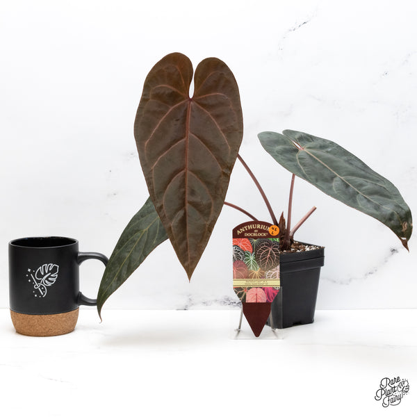 Anthurium Home, Sweet Home '32' x Red Velvet Cake '24' by DocBlock® (wk42-L) *Red Vein Emergent*