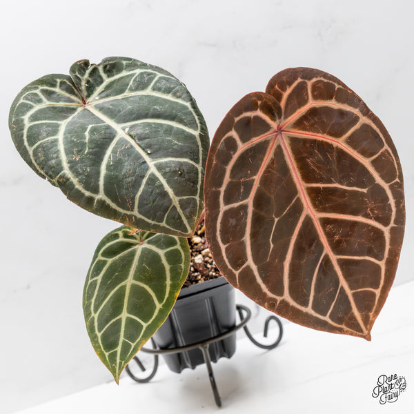 Anthurium Red Velvet Cake '24' x Home, Sweet Home '32' by DocBlock® (wk47-V)