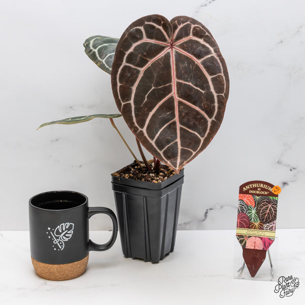 Anthurium Red Velvet Cake '24' x Home, Sweet Home '32' by DocBlock® (wk47-V)