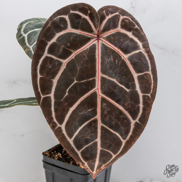Anthurium Red Velvet Cake '24' x Home, Sweet Home '32' by DocBlock® (wk47-V)