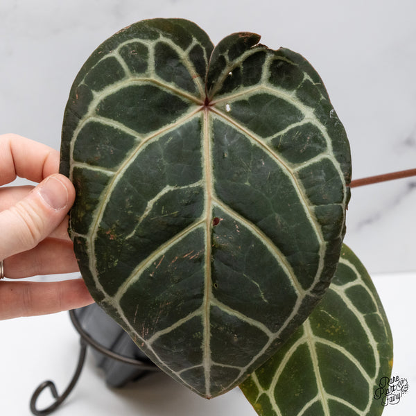 Anthurium Red Velvet Cake '24' x Home, Sweet Home '32' by DocBlock® (wk47-V)