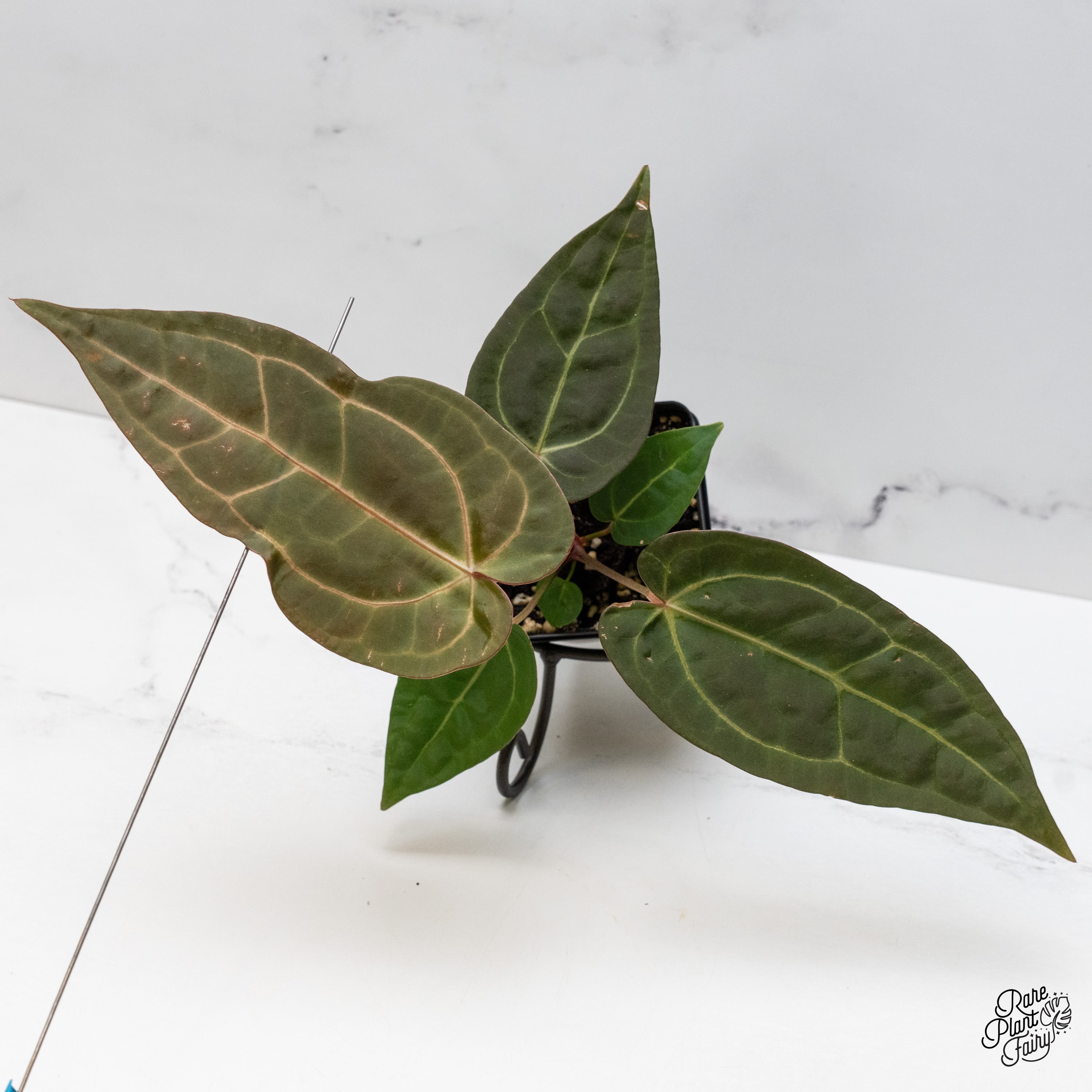 Anthurium – Page 2 – Rare Plant Fairy