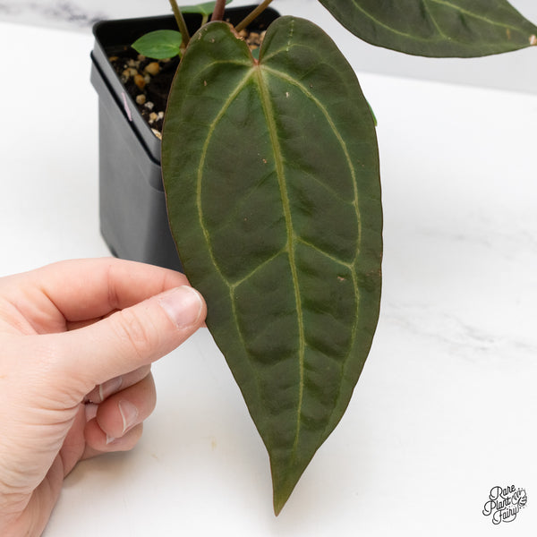 Anthurium Zara '29' x Dark & Handsome '9' by DocBlock® (wk48-Q)