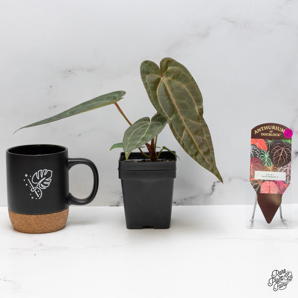 Anthurium Zara '29' x Dark & Handsome '9' by DocBlock® (wk48-Q)