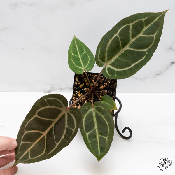 Anthurium Home, Sweet Home '32' x Dark & Handsome '9' by DocBlock® (wk48-N)