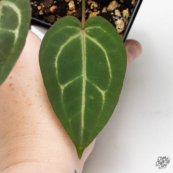 Anthurium Home, Sweet Home '32' x Dark & Handsome '9' by DocBlock® (wk48-N)