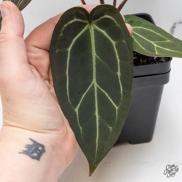 Anthurium Red Velvet Cake '24' x Zara '29' by DocBlock® (wk48-H)