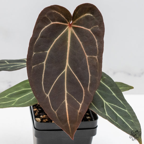 Anthurium Red Velvet Cake '24' x Zara '29' by DocBlock® (wk48-H)