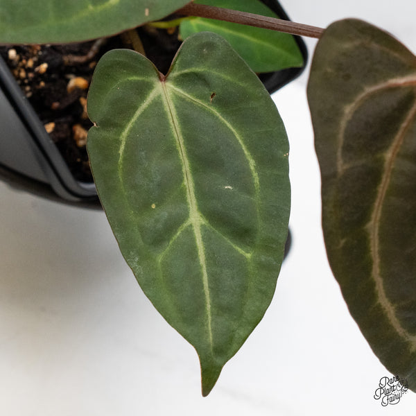 Anthurium Zara '29' x Dark & Handsome '9' by DocBlock® (wk48-R)