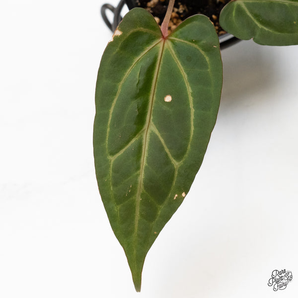 Anthurium Zara '29' x Dark & Handsome '9' by DocBlock® (wk48-R)