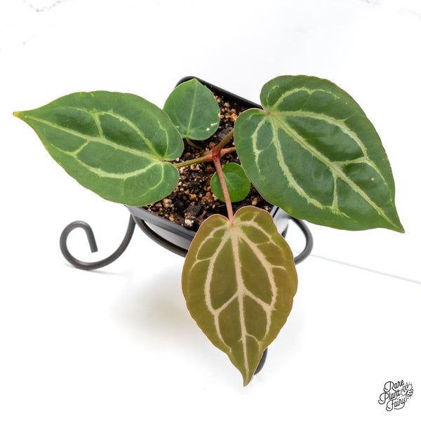 Anthurium F2 x Carlablackiae  by DocBlock® (wk6-AA)
