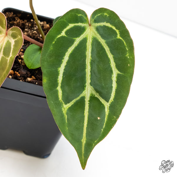 Anthurium F2 x Carlablackiae  by DocBlock® (wk6-AA)