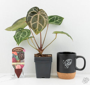 Anthurium Zara '29' × Zara '3' by DocBlock® (wk13-UP)