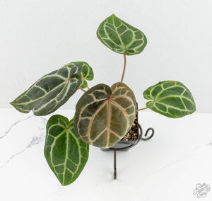 Anthurium Zara '29' × Zara '3' by DocBlock® (wk13-UP)