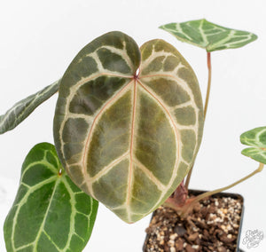 Anthurium Zara '29' × Zara '3' by DocBlock® (wk13-UP)