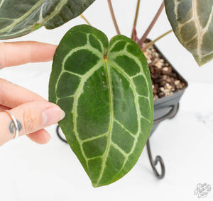 Anthurium Zara '29' × Zara '3' by DocBlock® (wk13-UP)