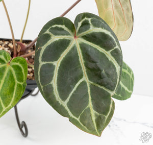 Anthurium Zara '29' × Zara '3' by DocBlock® (wk13-UP)